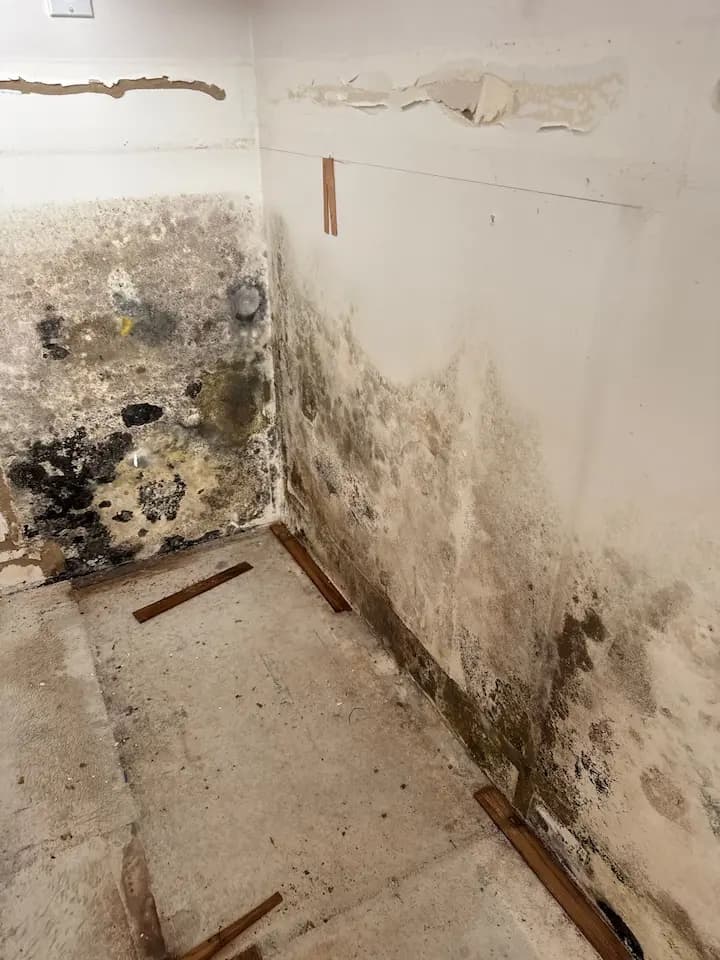 Professional mold remediation service